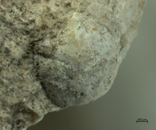 Goniodromites serratus