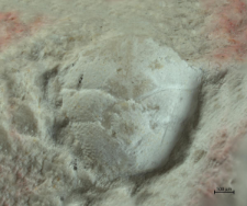 Goniodromites kubai