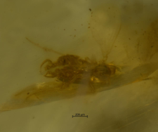 Psychodidae