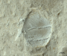 Goniodromites species