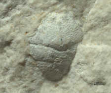 Goniodromites kubai