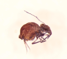 Dicyrtoma fusca