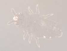 Xenylla maritima