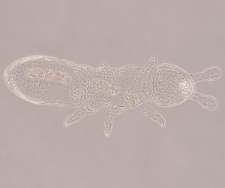 Oligaphorura absoloni