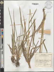 Avenastrum sp.