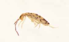 Entomobrya nivalis