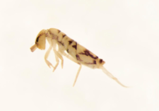 Entomobrya nivalis