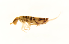Entomobrya nivalis