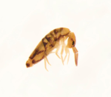 Entomobrya nivalis