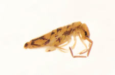 Entomobrya nivalis
