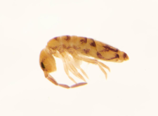 Entomobrya nivalis