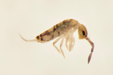 Entomobrya nivalis