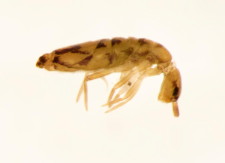 Entomobrya nivalis