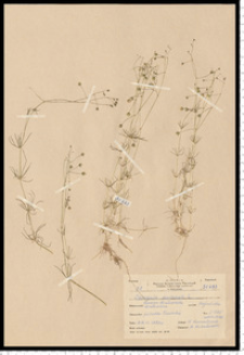 Spergula arvensis L.
