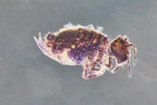 Dicyrtoma ornata