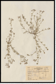 Spergularia rubra (L.) J.Presl & C.Presl