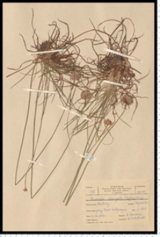 Armeria maritima (Mill.) Willd.