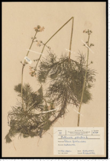 Hottonia palustris L.