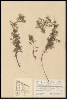 Hottonia palustris L.
