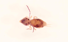 Dicyrtomina melitensis