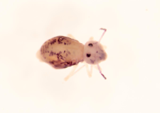 Dicyrtomina melitensis