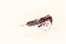 Entomobrya superba