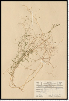 Stellaria graminea L.