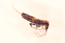 Entomobrya superba