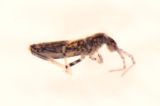 Entomobrya superba