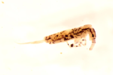 Entomobrya superba