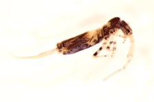 Entomobrya superba