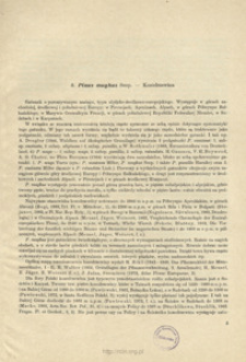 8. Pinus mughus Scop. - Kosodrzewina