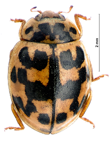 Oenopia conglobata (Linnaeus, 1758)