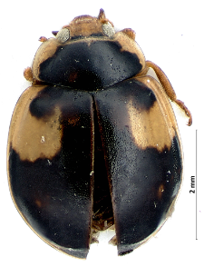 Oenopia impustulata (Linnaeus, 1767)