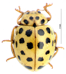 Psyllobora vigintiduopunctata (Linnaeus, 1758)