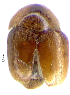 Sericoderus lateralis (Gyllenhal, 1827)