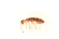 Isotomurus palustris