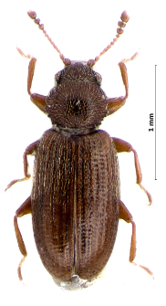 Corticaria lateritia Mannerheim, 1844