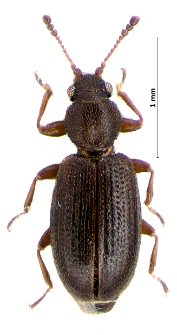 Corticaria linearis (Paykull, 1798)