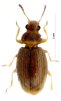 Corticarina fuscula (Gyllenhal, 1827)
