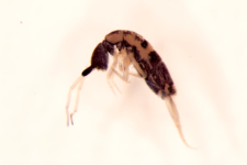 Orchesella albifasciata