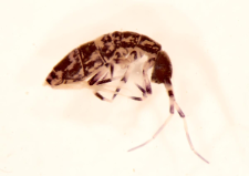 Orchesella cincta