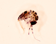 Orchesella cincta