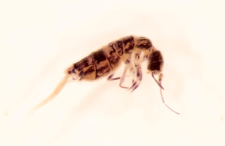 Orchesella cincta
