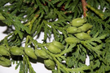 Thuja occidentalis L.