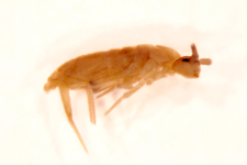 Pogognathellus longicornis