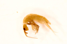 Pogognathellus longicornis