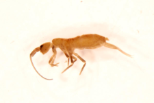 Pogognathellus longicornis