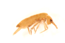 Pogognathellus longicornis