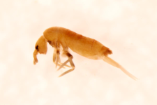 Pogognathellus longicornis